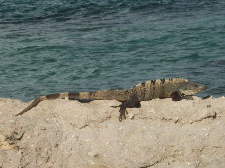 Island Iguana