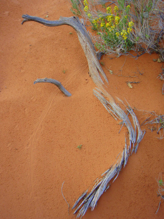 stick and lizard track