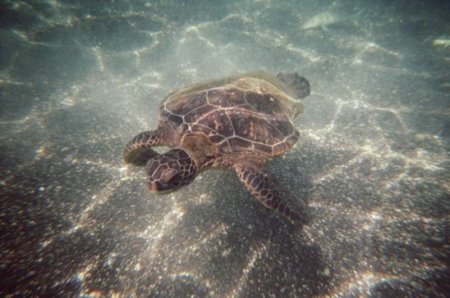 aa-Kona Sea Turtle