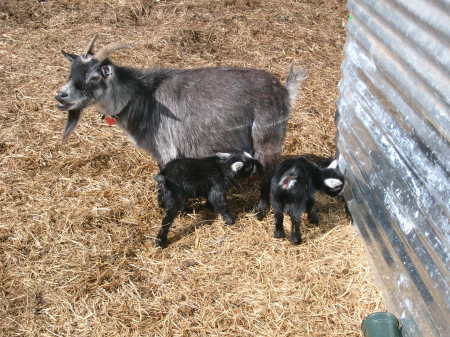 Sandra Lee & Babies