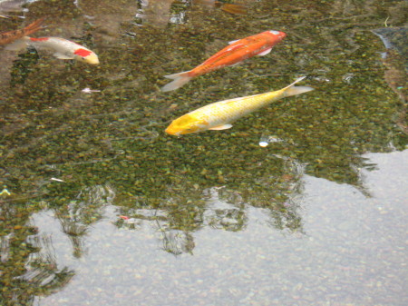 Balboa park fish 2009