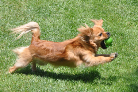 Falcor at play.