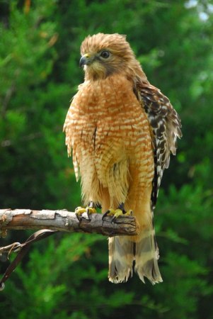 Red Shoulder Hawk
