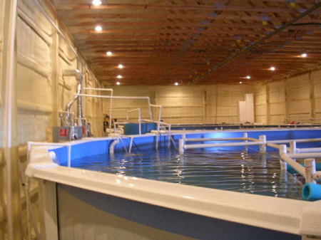 picture of shrimp tanks