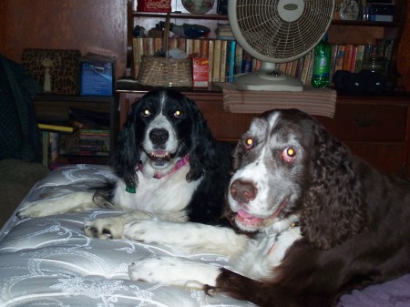 Oliver(foreground) and Oreo(rip)