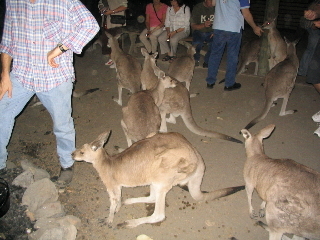 Tea with the locals-Cairns Australia night zoo