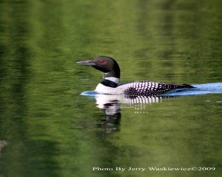 a Daddy Loon    on a lake near by