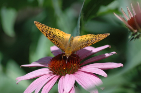 Great Spangle Fritillary on Cone Flower