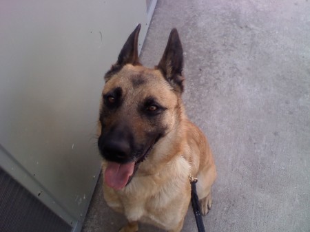 K-9 Laska (Great Partner)