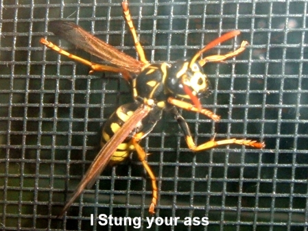 This WASP stung my ass! May he RIP! LOL