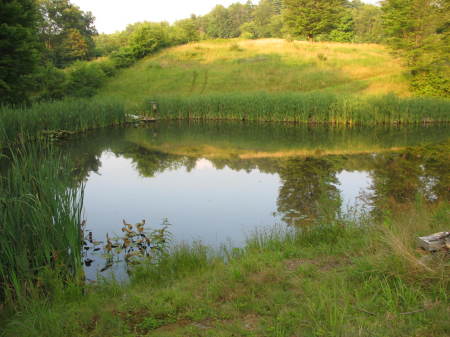 The Pond