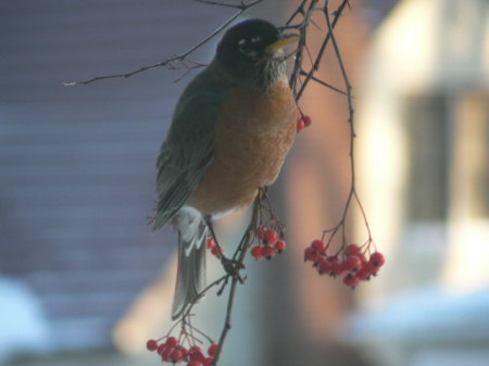 Feathered Friend