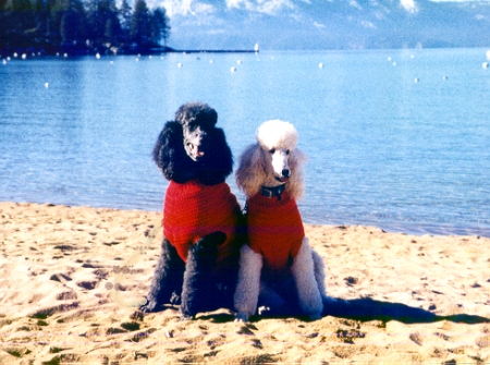 Dugan & Sophie at Lake Tahoe