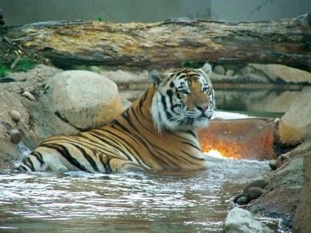 LSU's Mike the Tiger