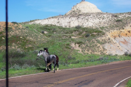 Theodore Roosevelt National Park