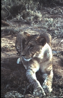 Masai Mara Kenya - 1983