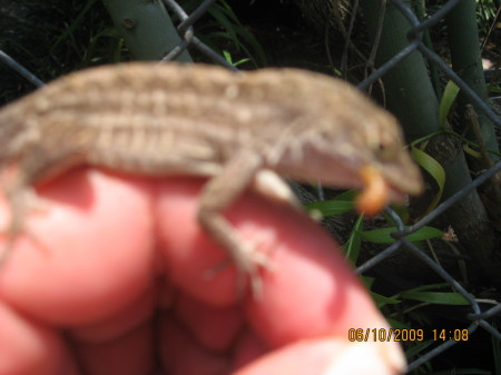 HAND FEEDING A MALE ANOLE