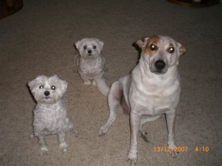 Baxter, Wally and Jack