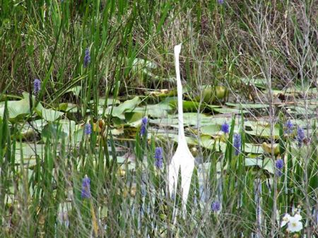 among the lily pads