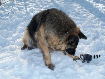 Dakotah-my long haired German Shepherd