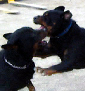 Rottweilers Shekianh and Tank Playing
