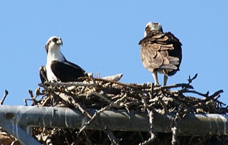 Osprey pair building nest