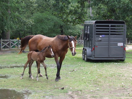 Bona and colt Barney