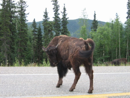 Buffalo Staredown...