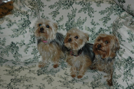 My Yorkies Joey,Asher and Rullie