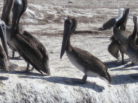 Love Pelicans