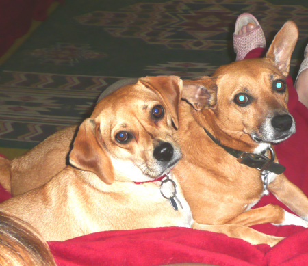 CiCi (beagle mix) & Benji (basinji mix)