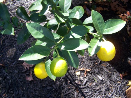 We grow our own lemons