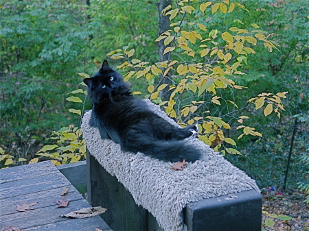 Sweet Suki lounging on the deck.