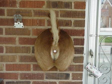 Doorbell?