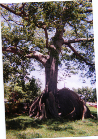 Tree with outside roots in Puerto Rico