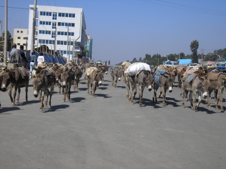 equine traffic jam