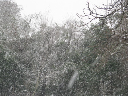 snowfall in my backyard