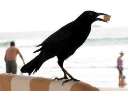 Eating Crow.....