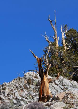 Bristle Cone Pine, White Mountains, Ca.