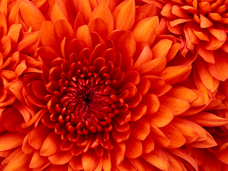 Close up of a chrysanthum