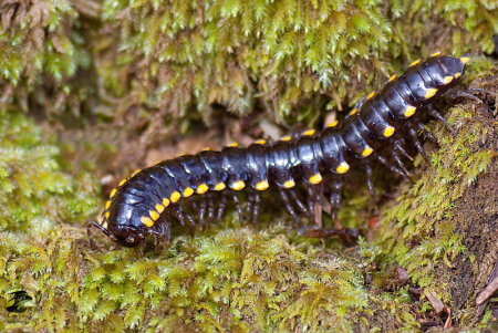 Yellow Spotted Millipede