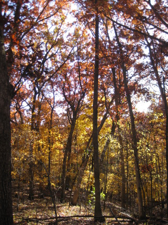 Fall day, Oct. 2009