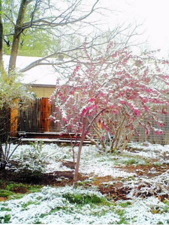 Snow covered flowers