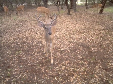 bucks in front yard 1