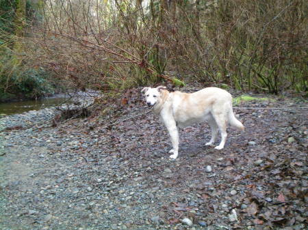 My Yellow Lab at Rocky Creek