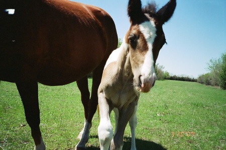 Close- up of Zar at 1 week old.