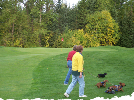 After the golfers leave, the doxie come out