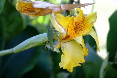 SUMMER FLOWERS AND CRITTERS IN TENNESSEE