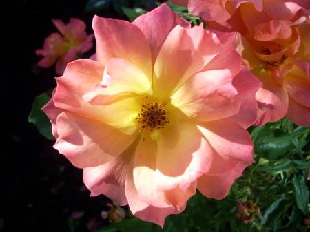 Rose in the ElderPlace garden