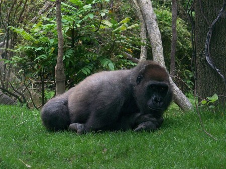 Gorilla playing I see you too!